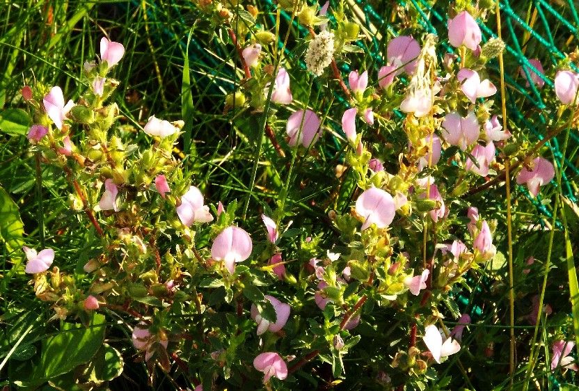 Ononis spinosa (Fabaceae)